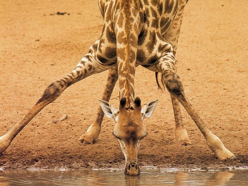 If this were a person standing like this, his feet would be about a meter apart